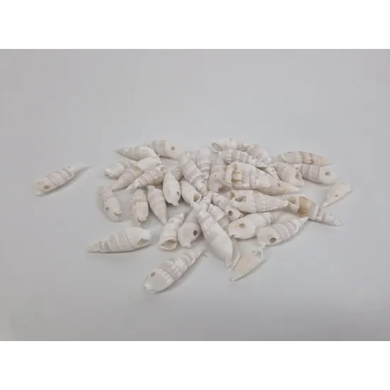 Shells certhium vertagus 650gr
