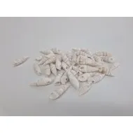 Coquilles cerithum vertagus +/-200gr