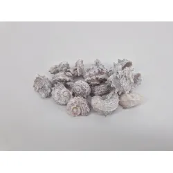 Coquilles delphinula frosted white 1kg