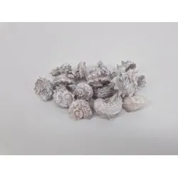 Coquilles delphinula white wash +/-100gr