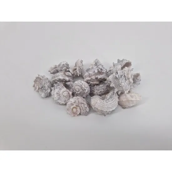 Shells delphinula white wash +/-100gr