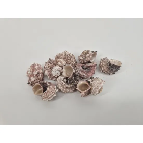 Shells delphinula +/-150gr
