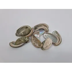 Coquilles haliotis grand +/-100gr