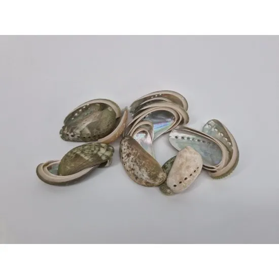 Shells haliotis big +/-100gr
