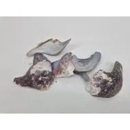 Shells mallus albus +/-1kg