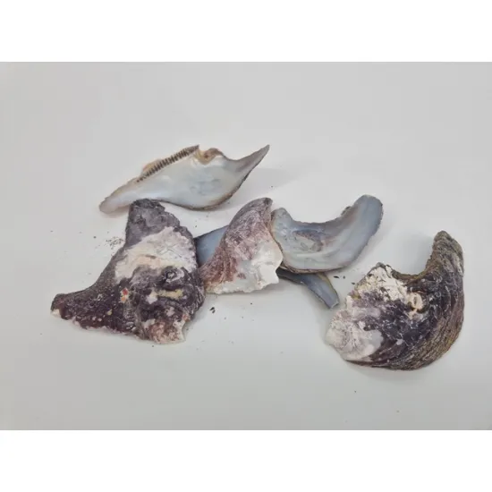 Schelpen mallus albus +/-1kg