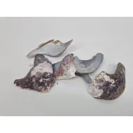 Shells mallus albus +/-300gr