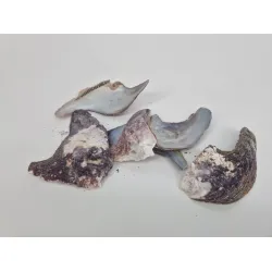 Coquilles mallus albus +/-300gr
