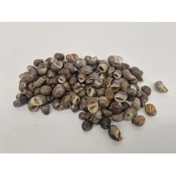 Shells neritas communis +/-150gr