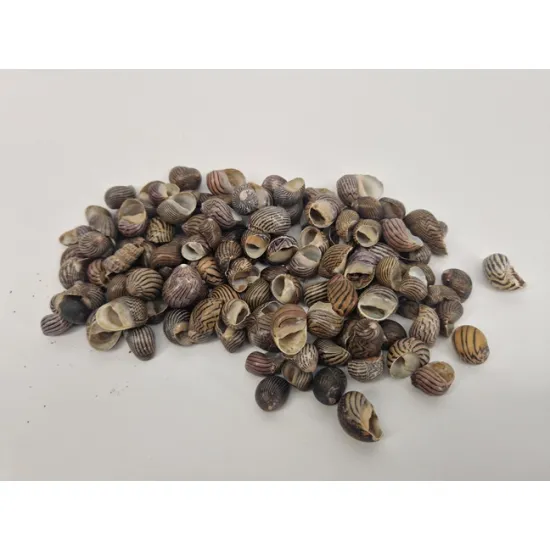 Shells neritas communis +/-150gr