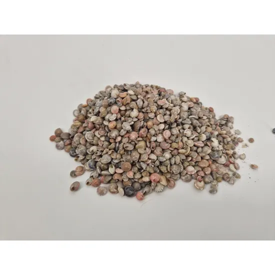 Shells pambookan 1kg