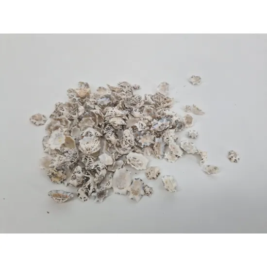 Shells patella sacharina 1kg