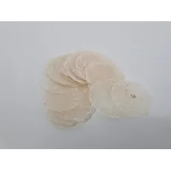 Schelpen placuna mini (7-12cm) naturel 500gr