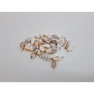 Shells strombus urceus +/-150gr