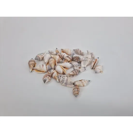 Shells strombus urceus +/-550gr