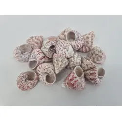 Shells troca red +/-650gr