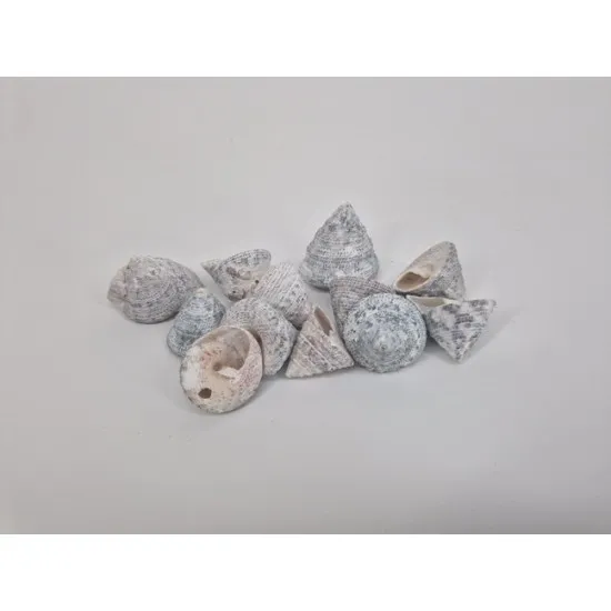 Schelpen troca white wash +/-200gr