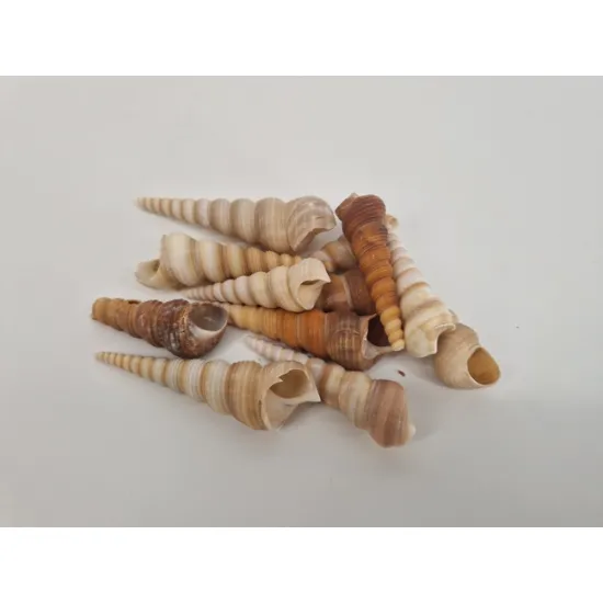 Coquilles turitella naturel 1kg