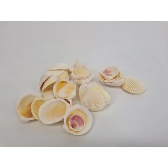 Shells white cockle 1kg