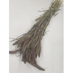 Setaria red jewel naturel