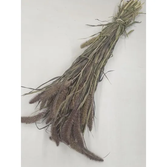 Setaria red jewel naturel
