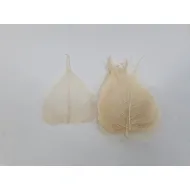 Skeleton leaf bleached 100pcs
