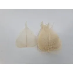 Skeletblad gebleekt +/-25st