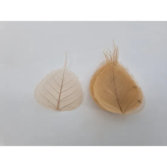 Skeletblad naturel +/-50pcs