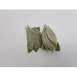 Feuille de stachys stabilise vert 75pcs