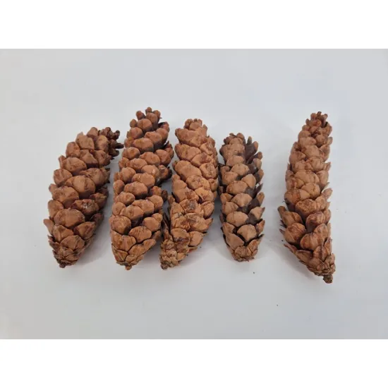 Strobus 15/20cm naturel 5pcs