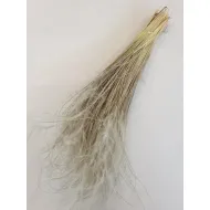 Stypha penata large naturel +/-50gr