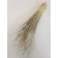 Stypha penata large naturel +/-50gr