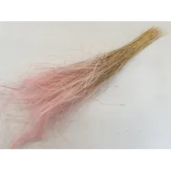 Stypha penata large roze +/-50gr