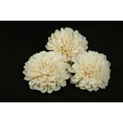 Shola dahlia 6cm naturel 10st