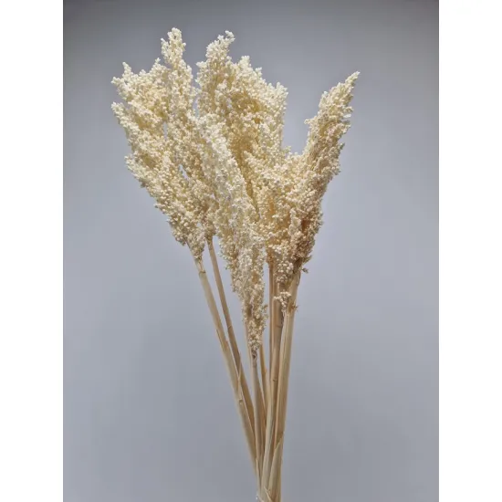 Sorgo blanchi 10pcs