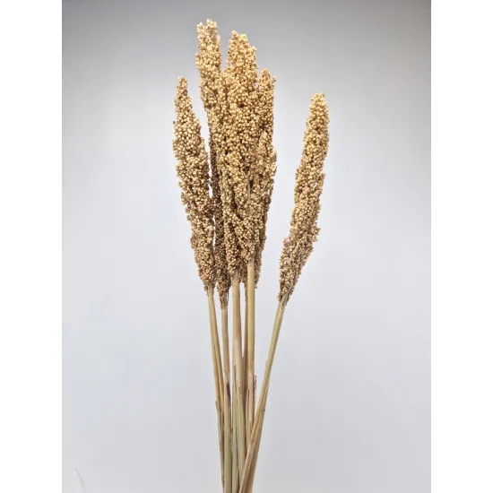 Sorgo natural 10pcs