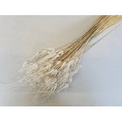 Tulip star grass blanchi +/-100gr   