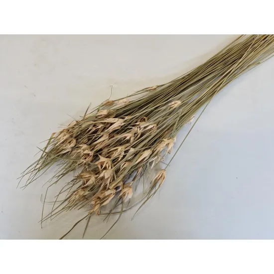Tulip star grass naturel +/-100gr