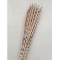 Typha grand white wash +/- 50pcs