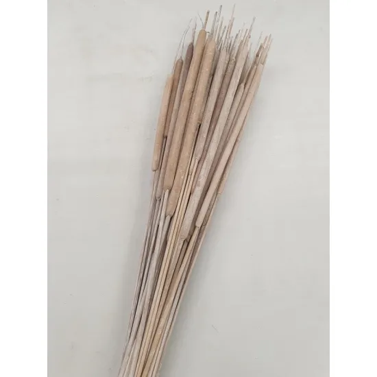Typha groot white wash +/- 50st