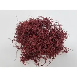 Tillandsia  (tillandsia) bordeaux +/-30gr