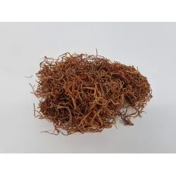 Tillandsia (tillandsia) cognac +/-30gr