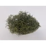 Tislandsia (tillandsia) mosgroen +/-30gr