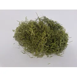 Tislandsia (tillandsia) vert pomme +/-200gr