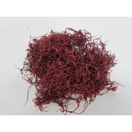 Tillandsia (tillandsia) bordeaux +/-200gr