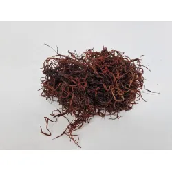 Tislandsia (tillandsia) marron +/-200gr
