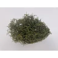 Tislandsia (tillandsia) vert mousse +/-200gr