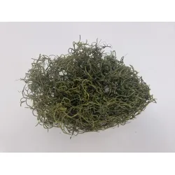 Tislandsia (tillandsia) vert mousse +/-200gr