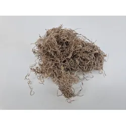 Tislandsia (tillandsia) naturel +/-200gr