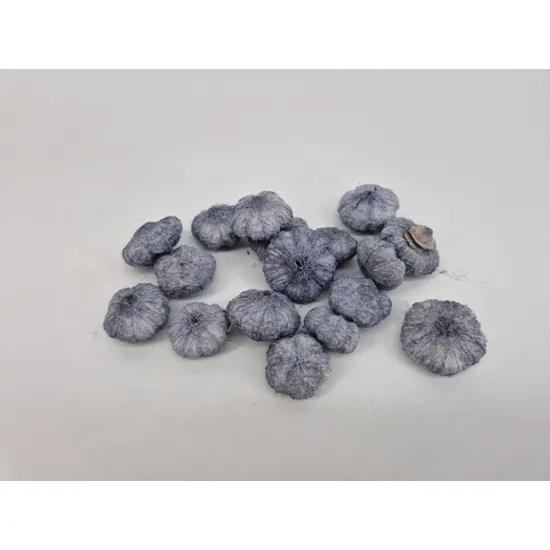 Wild apple mini  grey +/-250gr